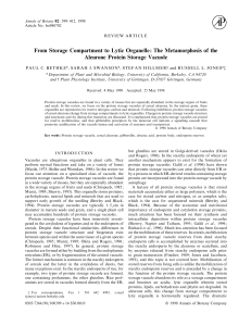 The Metamorphosis of the Aleurone Protein Storage Vacuole