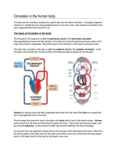 Circulation in the human body