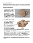 Sheep Brain Dissection