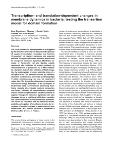 Transcription- and translation-dependent changes in membrane