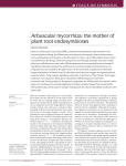 Arbuscular mycorrhiza: the mother of plant root endosymbioses