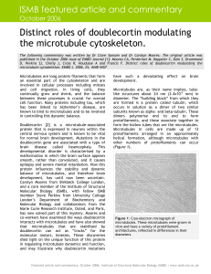 Distinct roles of doublecortin modulating the microtubule cytoskeleton.