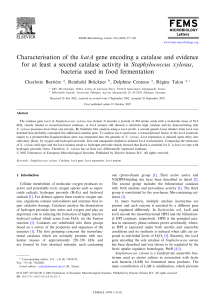 Characterisation of the katA gene encoding a catalase and evidence