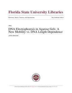 DNA Electrophoresis in th Agarose Gels: A New Mobility