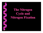 The Nitrogen Cycle and Nitrogen Fixation