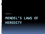 Mendel`s Laws of heredity