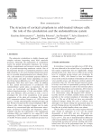 The structure of cortical cytoplasm in cold