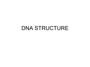 DNA Structure