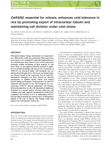 OsRAN2, essential for mitosis, enhances cold tolerance in rice by