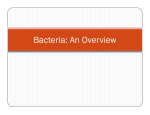 Bacteria: An Overview