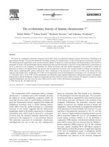 The evolutionary history of human chromosome 7