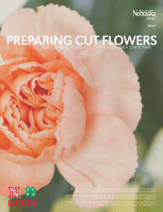 preparing cut flowers - Nebraska Extension