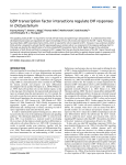 bZIP transcription factor interactions regulate DIF