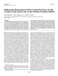 Differential Expression of Four Connexin Genes, Cx-26, Cx