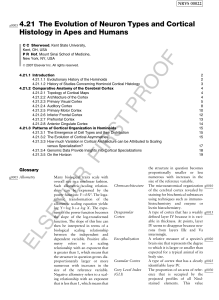 The Evolution of Neuron Types and Cortical