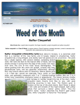 See pdf regarding this weed - WSU Extension