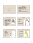 Thorax