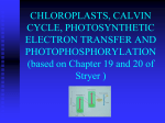 CHLOROPLASTS, CALVIN CYCLE, PHOTOSYNTHETIC