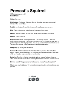 Prevost`s Squirrel