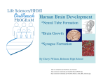 Human Brain Development - Life Sciences Outreach Program