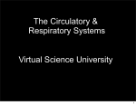 The Circulatory and Respiratory Systems
