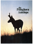 Pronghorn Antelope - DigitalCommons@University of Nebraska