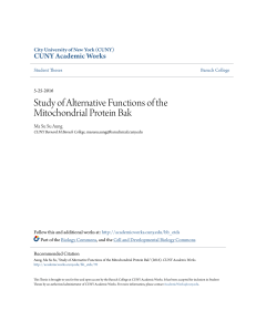 Study of Alternative Functions of the Mitochondrial Protein Bak