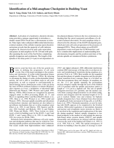 Identification of a Mid-anaphase Checkpoint in