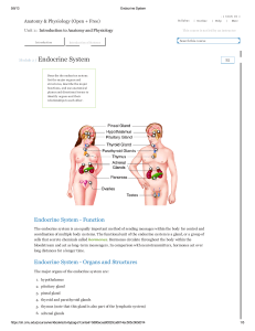 Module 2 / Endocrine System