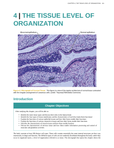 4 | the tissue level of organization