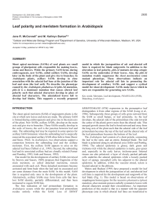 Leaf polarity and meristem formation in Arabidopsis