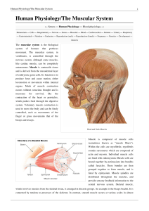 Human Physiology/The Muscular System