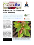 Poinsettia Fertilization: Sulfur Deficiency - e-GRO