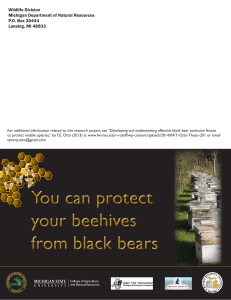 How To Protect Your Beehives From Black Bears