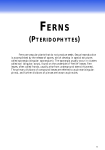 Ferns - FLEPPC