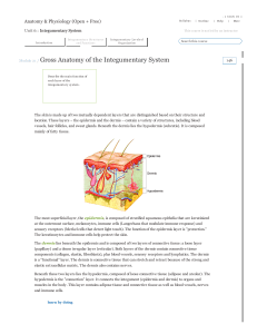 Module 21 / Gross Anatomy of the Integumentary System