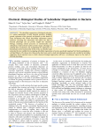 Chemical–Biological Studies of Subcellular Organization in Bacteria