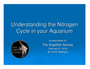 The Nitrogen Cycle - The Angelfish Society