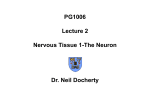 PG1006 Lecture 2 Nervous Tissue 1