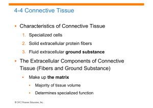4-4 Connective Tissue