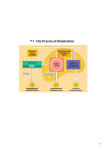 9.2 The Process of Respiration