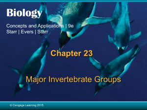 Chapter 23 Major Invertebrate Groups