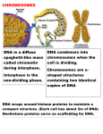 Chromosomes Notes