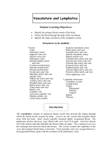Vasculature and Lymphatics