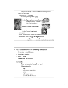 Chapter 17 Amphibians