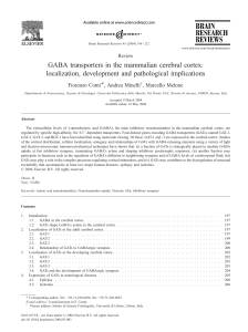 GABA transporters in the mammalian cerebral cortex - LIRA-Lab