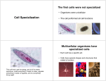 Cell Specialization