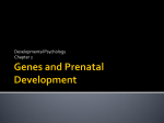 Genes and Prenatal Development