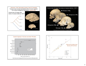 Human brain 3X larger than brains of nearest relatives: WHY