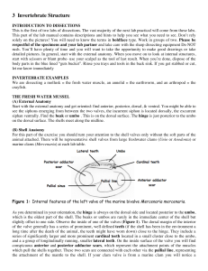 3 Invertebrate Structure